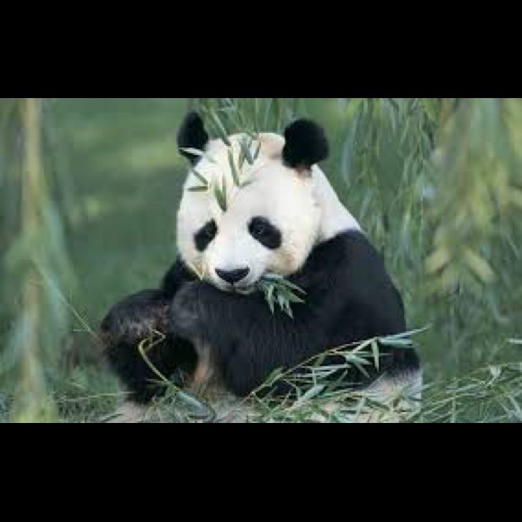 Meet your Posher, Felix - Picture 1 of 1